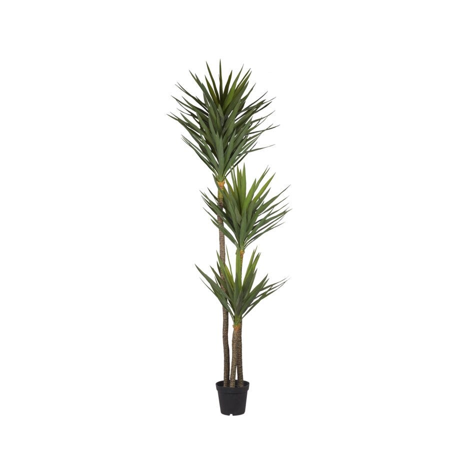 Mr Plant Yucca