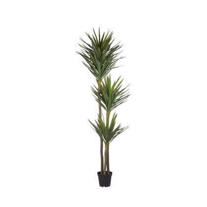 Yucca palme H250
