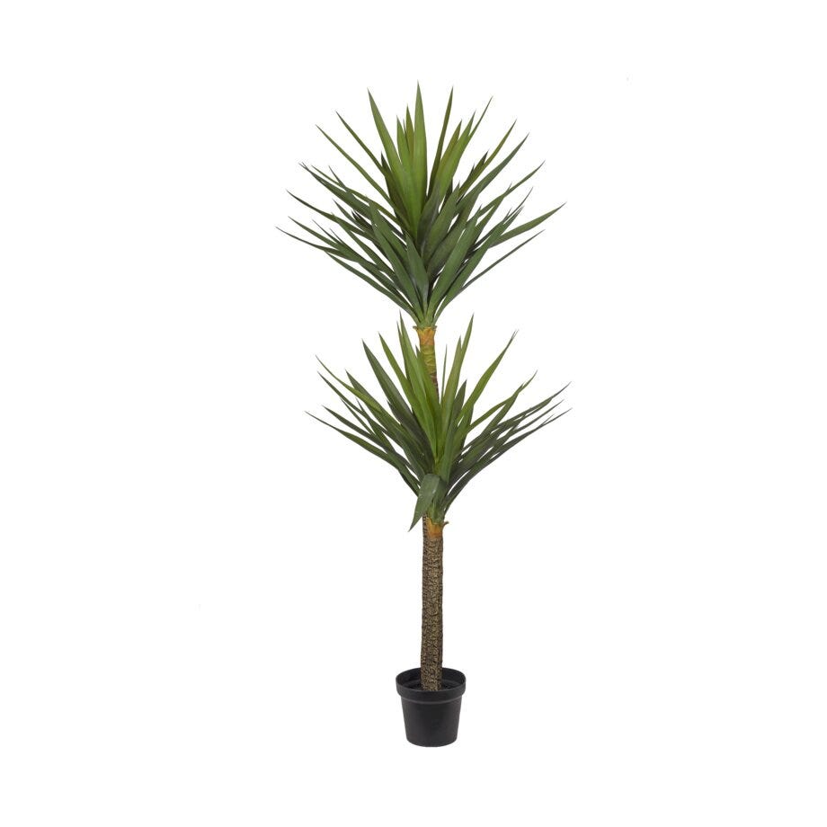 Mr Plant Yucca
