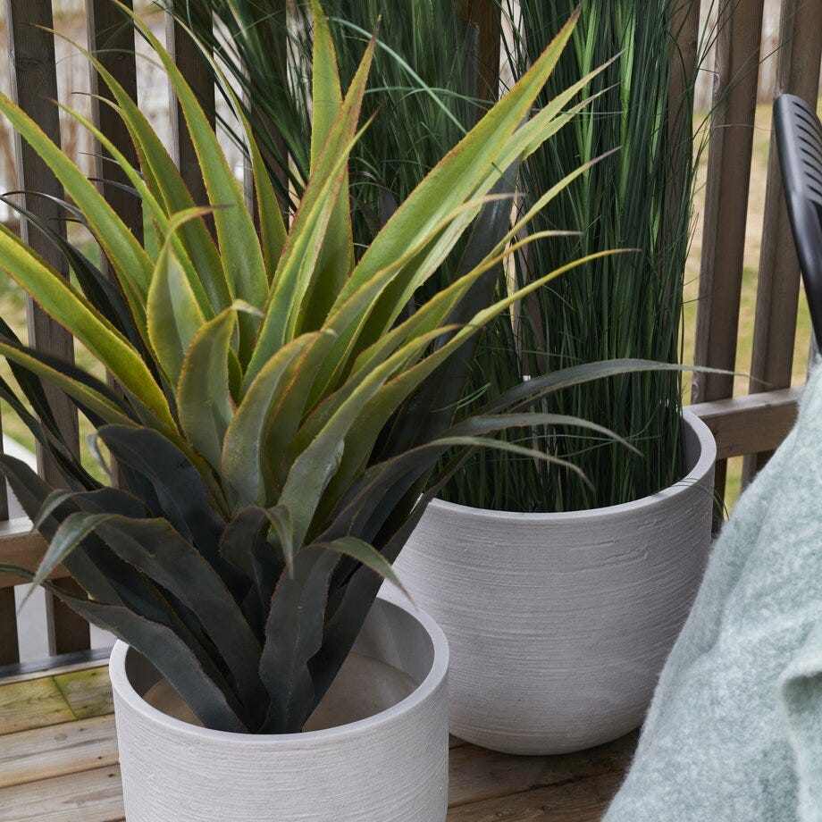 Mr Plant Agave