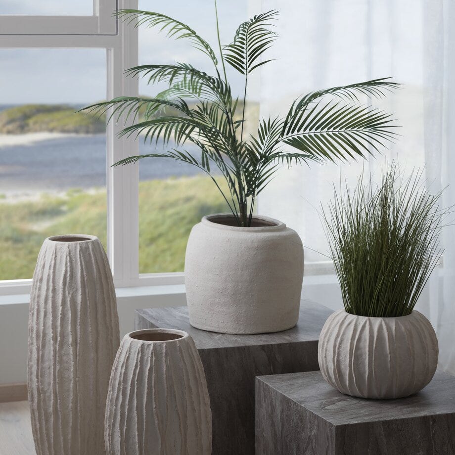 Mr Plant Bergspalme