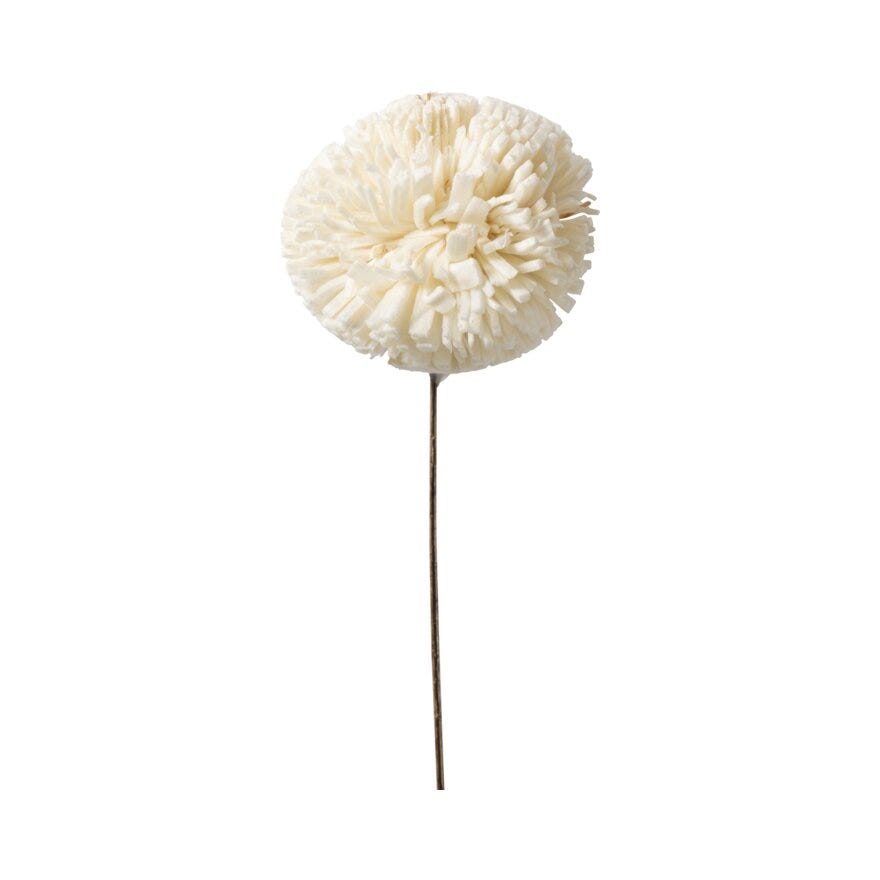 Sindig KADAM Tørket blomst H90 cm i Beige/natur