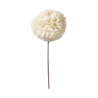 Kadam tørket blomst