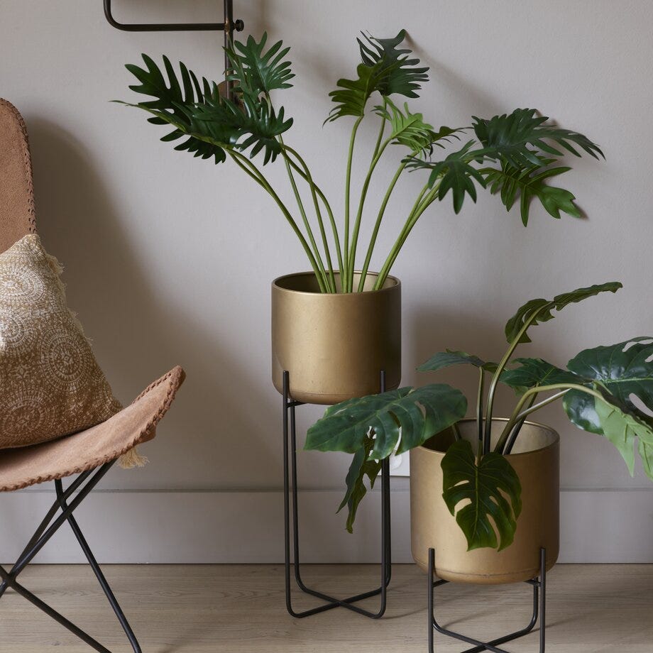 Mr Plant Philodendron