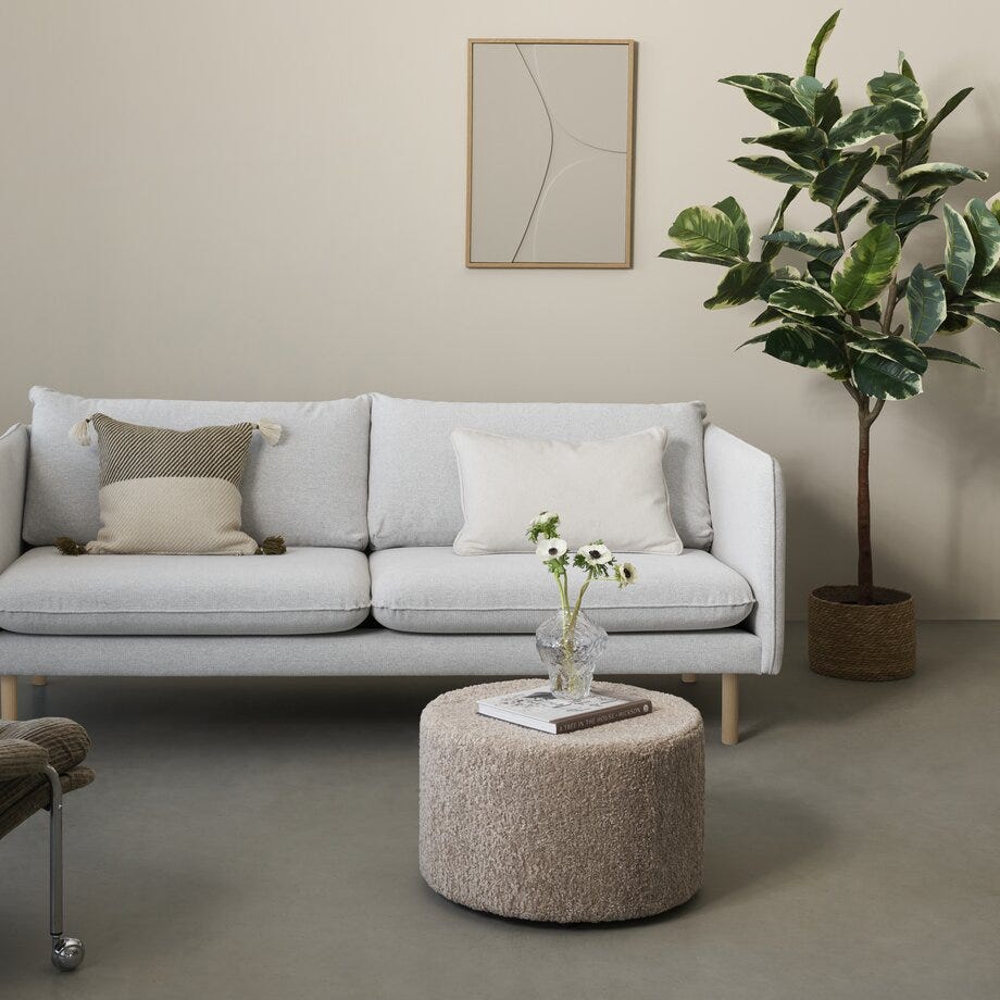 Mr Plant Ficus Elastica