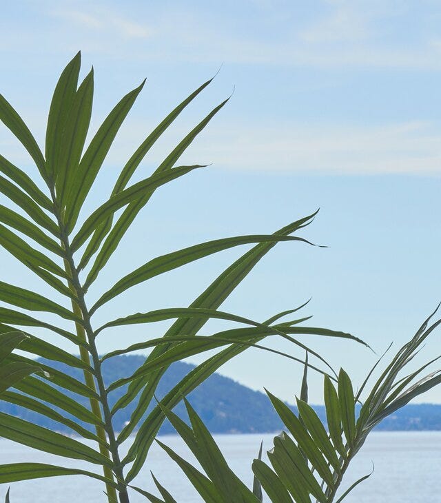 Plante med havutsikt