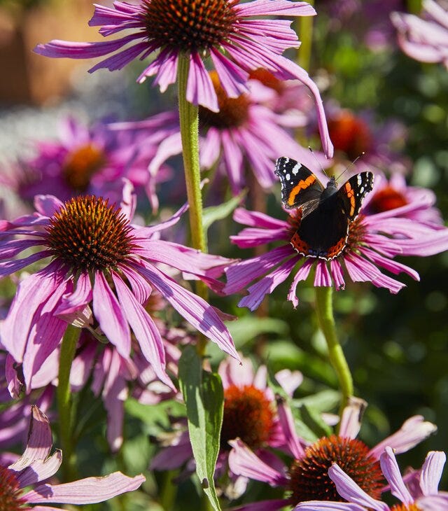 rosa blomster