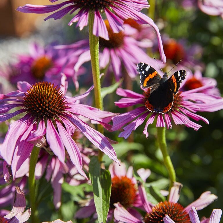 Rosa blomster