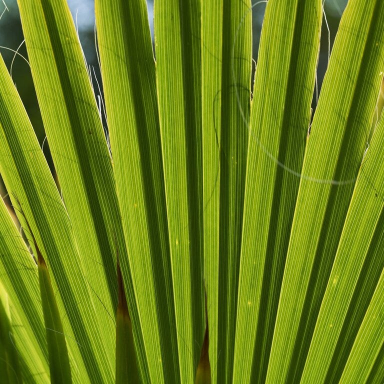 palme